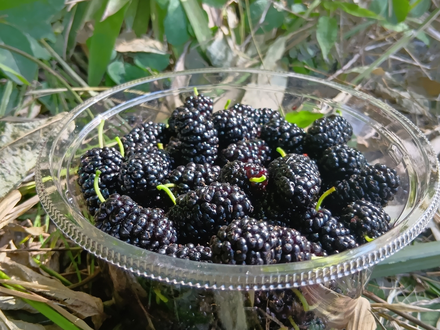 桑の実 （マルベリー）1パック 250g：長野県産のマルベリー｜食べ