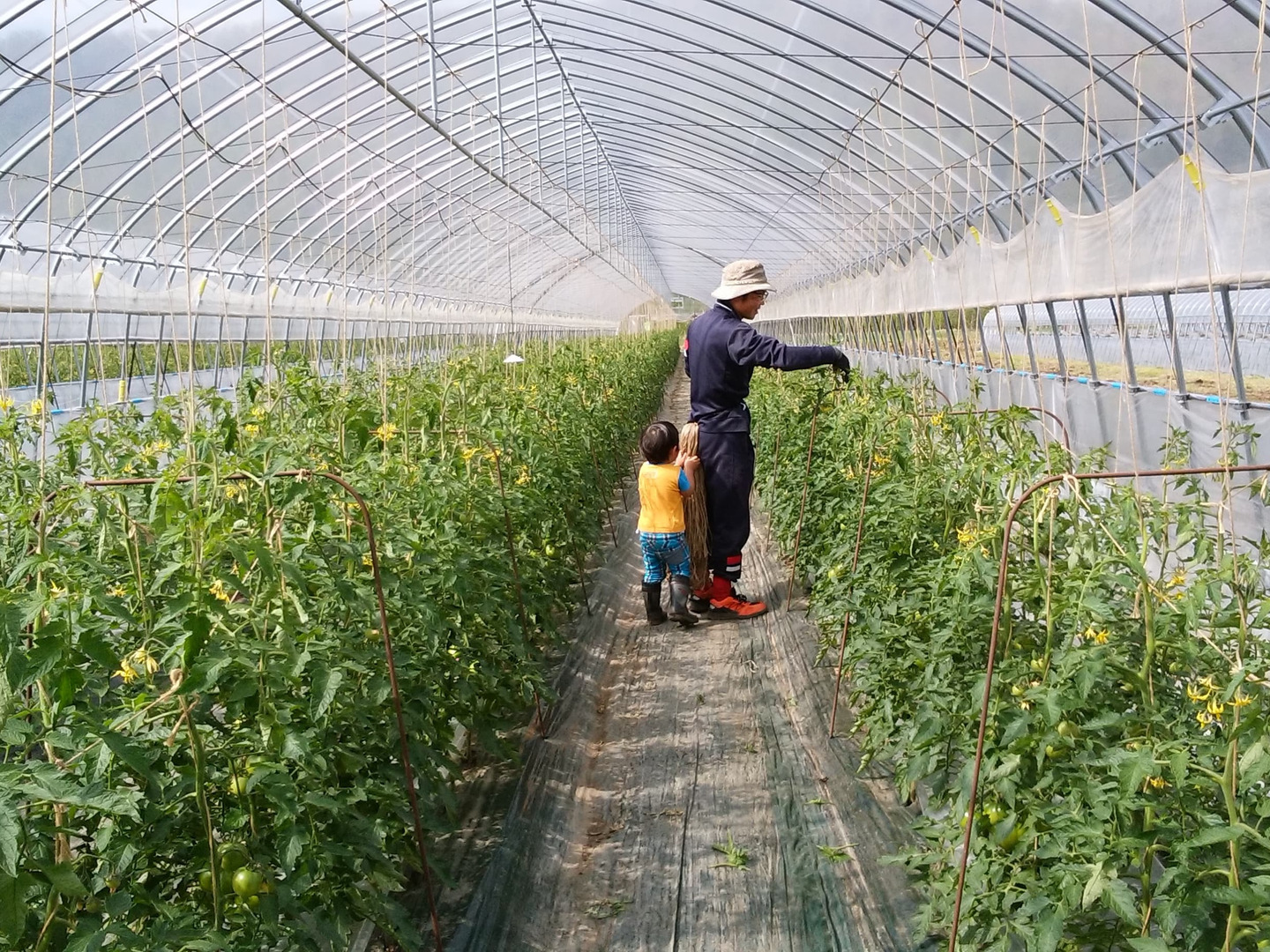 北海道　大玉トマトジュース「カナンの丘の滴」1000ml 6本セット 北海道 大玉トマトジュース「カナンの丘の滴」1000ml 6本セット