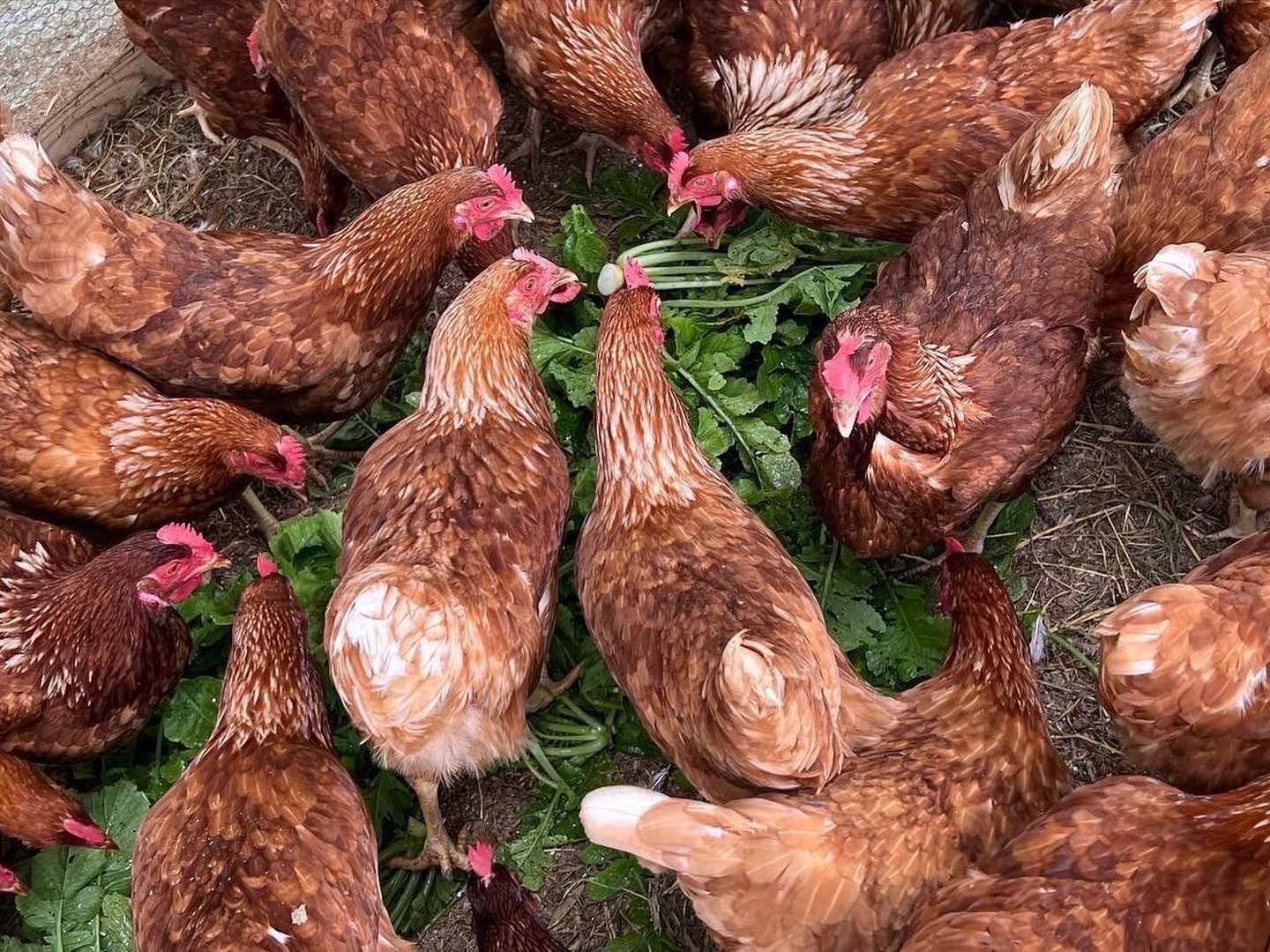 60個入 佐伯養鶏の平飼い卵：大分県産の平飼い｜食べチョク