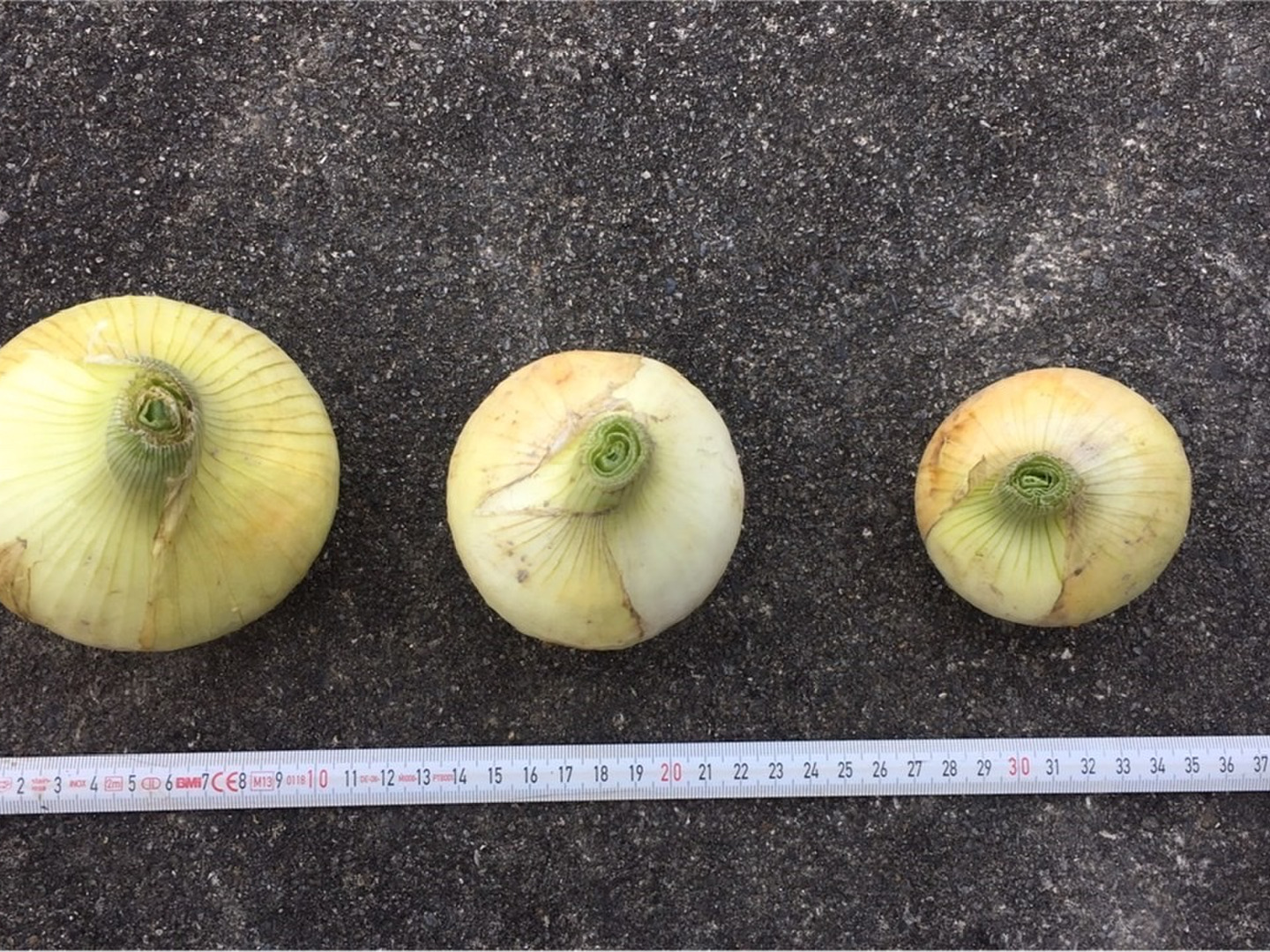 専用出品【自然栽培】徳島県産 ジャガイモ、タマネギ、ニンニク 自然栽培】新じゃが・新にんにく・玉ねぎセット：徳島県産の野菜
