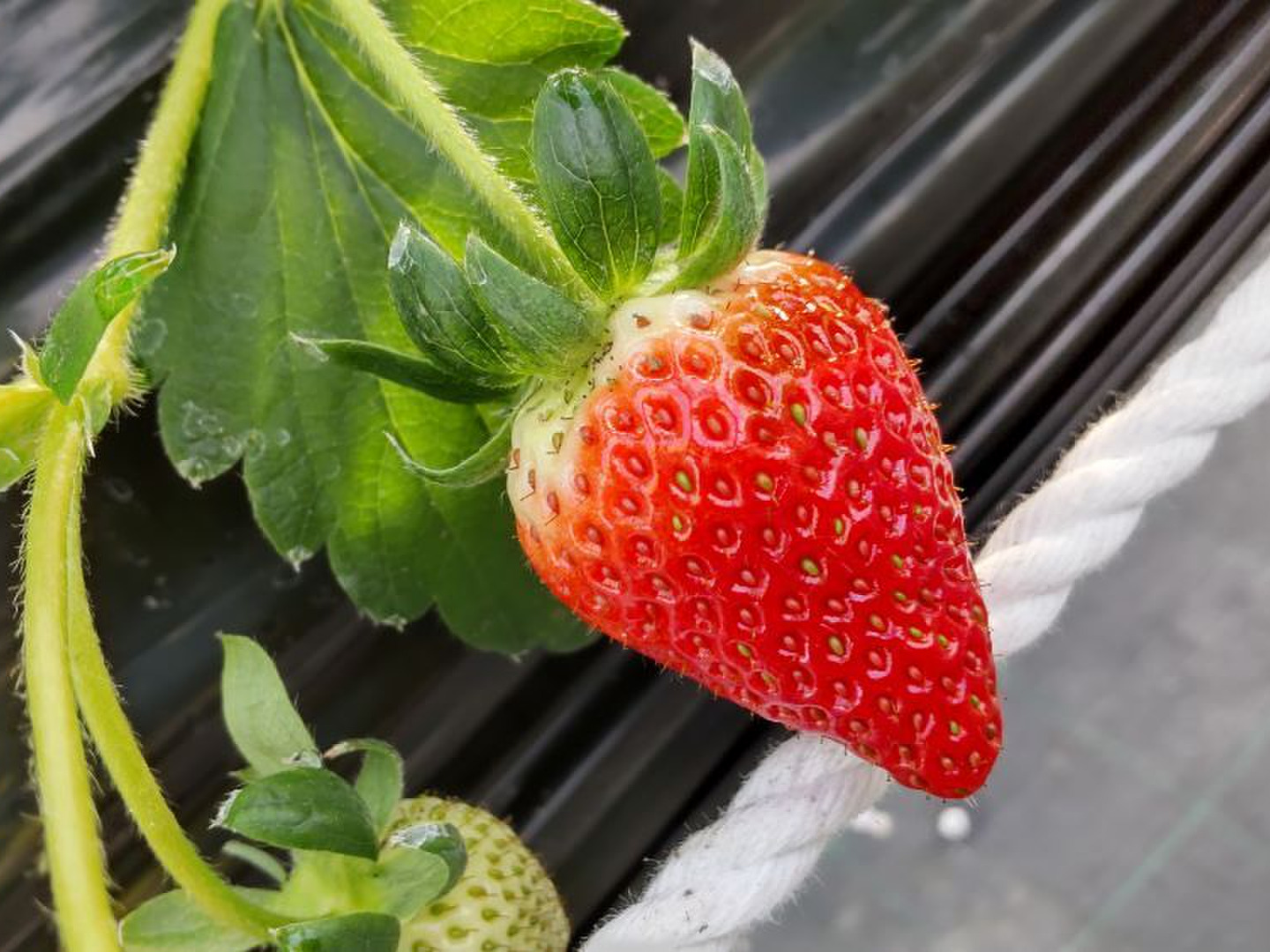 【完熟・希少】訳あり冷凍いちご よつぼし10kg （1000g✖️10袋） 冷凍いちご 完熟よつぼし（愛知県産 ） 1kg | 完熟いちご よつぼ