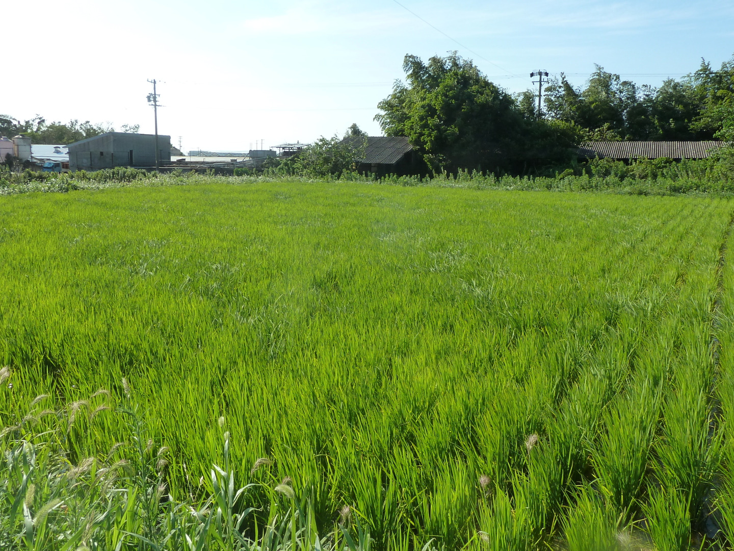 自然農法】白米1kg〈あいちのかおり〉：愛知県産のお米｜食べ