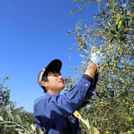 河野農園　オリーブ園