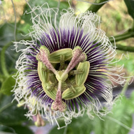 Ｙ・Ｙふぁ～む