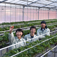 河南いちご農場