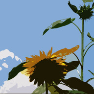 有限会社 太陽商会