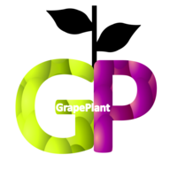 Grape Plant