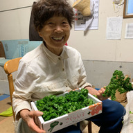 長野県産おばあちゃんのパセリ