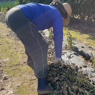 船橋　成瀬ファーム