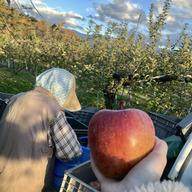 専用出品 サンふじ ２０ｋｇ 岩手県産 減農薬栽培 りんご 美味! りんご 約20kg 傷あり 美味しいサンふじ 青森産 送料無料 食品