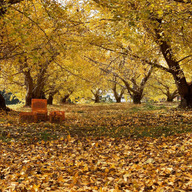 じっちゃんのかじゅえん