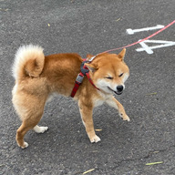 totoro1015はるか20kg 16b4e8334d72191dc4b66e0698768f