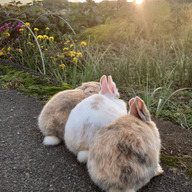 うさぎ畑（ばたけ）