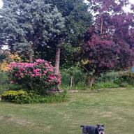 berry garden