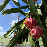 ピタヤファーム