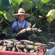 れんこんの黒木農園