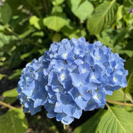 七花乃ファーム