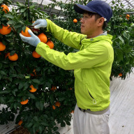 まるふねみかん農園