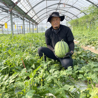 島原ごこち　本多農園