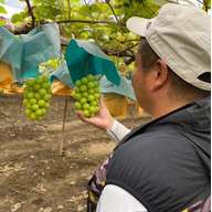 ぶどうファーム吉田