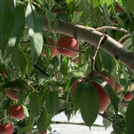 太陽フルーツFARM山形