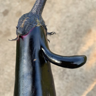 離島の野菜農家