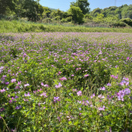 Green RISE farm byラム猫太郎