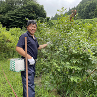 すがわらさん家のブルーベリー