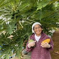 青パパイヤ茶 300g 山梨県産 青パパイヤ茶 300g 山梨県産 青パパイヤ茶 300g 山梨県産