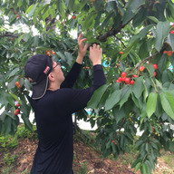 コロコロファーム