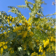 ほりでいずファーム