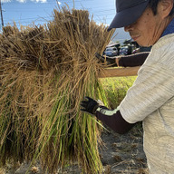 農薬・肥料不使用】優秀金賞受賞！自然栽培米ハツシモ【10kg