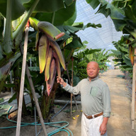 プランターファーム