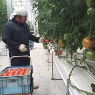 石井農園／141farm