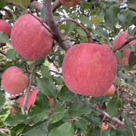 ふみともふぁーむ