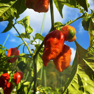 デザイン・シーライオン・ファーム