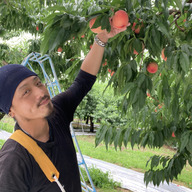 福島県産 摘果桃（小）10キロ：福島県産のその他桃｜食べチョク｜産地