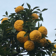 さとちゃん農園