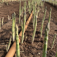 いまわかファーム