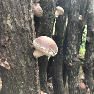 しいたけのさかい