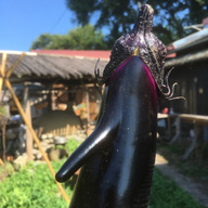 あっちゃーふぁーむ