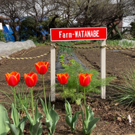 farm watanabe