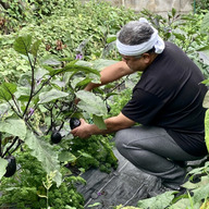 アロハ  ふぁーむ　赤羽　勝