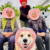 かわさきふるーつ