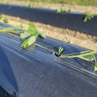 ラグランファーム