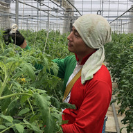 Toma ROSSO TOGO FARM