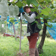 くすいブドウ園