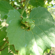 ちいさがた農園