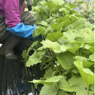 丸六穂高わさび問屋