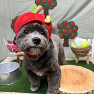 エキスパートファーム